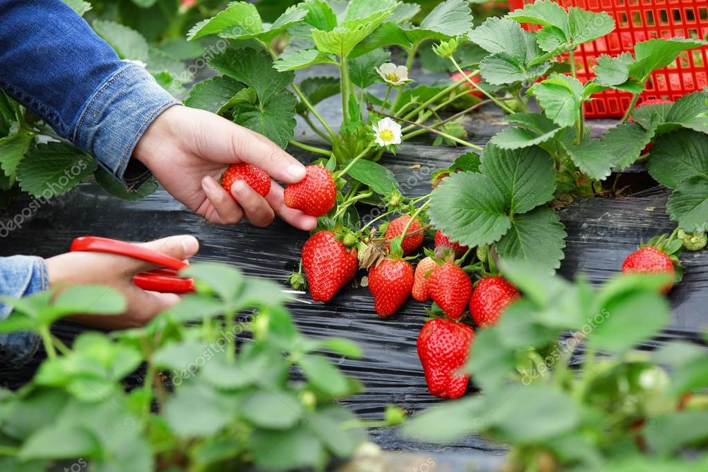 depositphotos_67863665-stock-photo-female-harvesting-strawberry-in-field