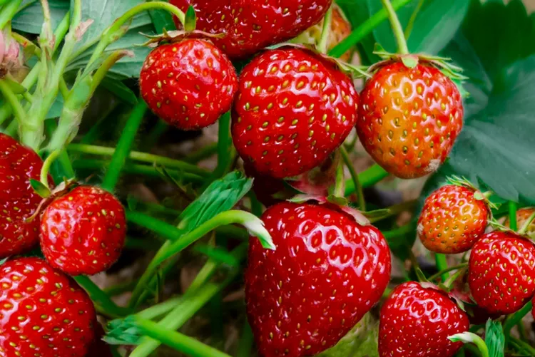 how-to-grow-strawberries-from-seed-2539934-01-73c138a5c3454c41b285a56c9807ad01