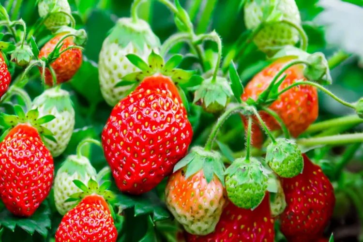 tips-for-better-strawberries-1401965-01-1623beb67f9e4200985ac03f07ffe7dc